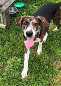 Preston commissioners extend home auction to benefit animal shelter